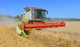 小麦价格2021最新行情